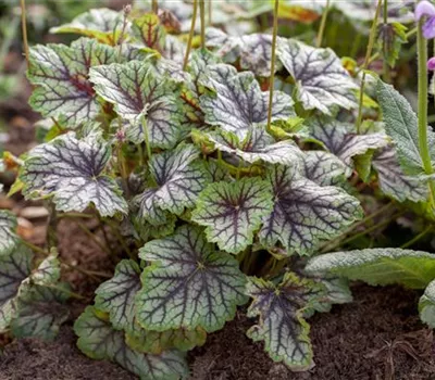Garten-Purpurglöckchen 'Green Spice'