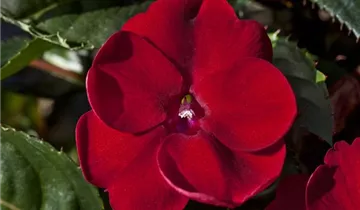 Impatiens neuguinea 'SunPatiens® Compact Red'