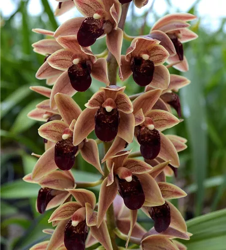 Cymbidium Arthur Meddellin Padilla