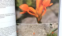 Field Guide to the Orchids of Madagascar