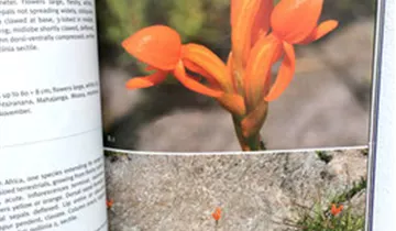 Field Guide to the Orchids of Madagascar