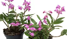Dendrobium kingianum compactum