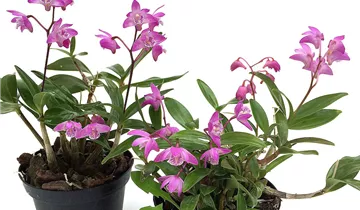 Dendrobium kingianum compactum