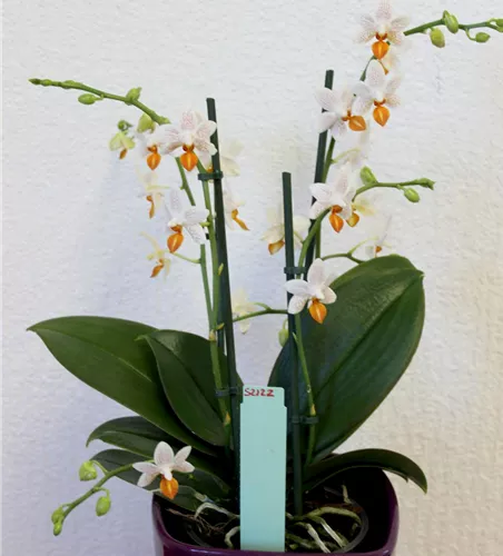 Phalaenopsis Mini Mark