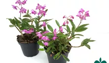 Dendrobium kingianum compactum