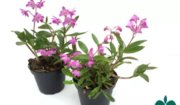 Dendrobium kingianum compactum