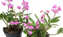 Dendrobium kingianum compactum