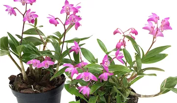 Dendrobium kingianum compactum