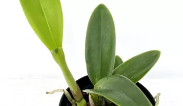 Rth. Boy´s Grotto x Blue Boy