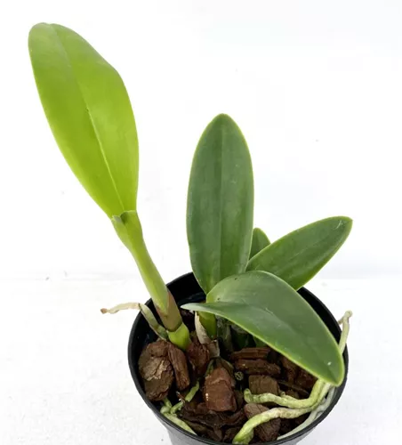 Rth. Boy´s Grotto x Blue Boy