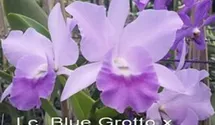 Rth. Boy´s Grotto x Blue Boy