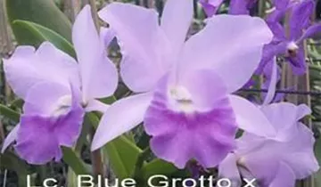Rth. Boy´s Grotto x Blue Boy