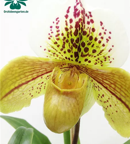 Paphiopedilum Hybride
