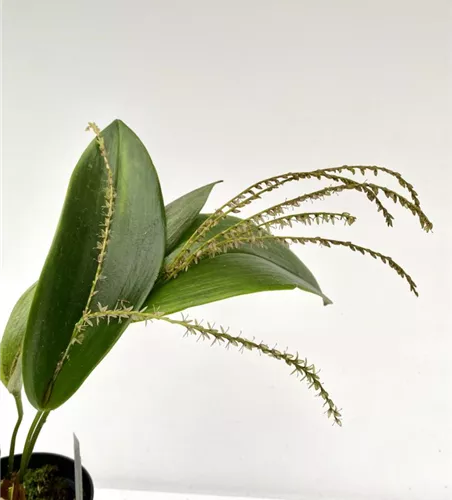 Pleurothallis gelida