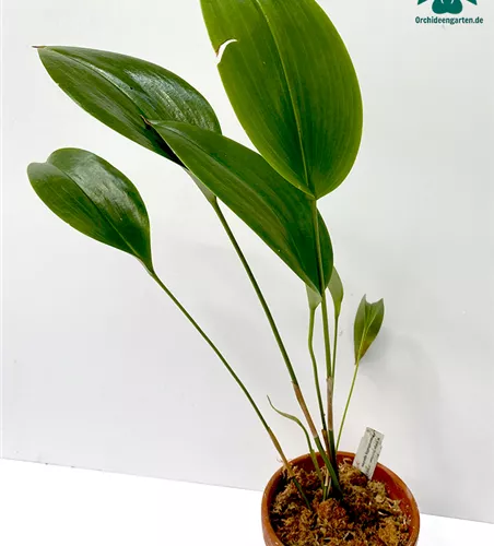 Pleurothallis species 