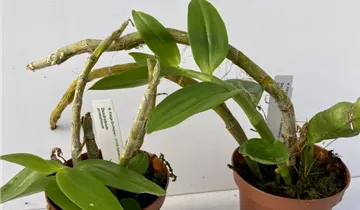 Dendrobium primulinum 