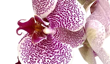 Phalaenopsis Pandorra