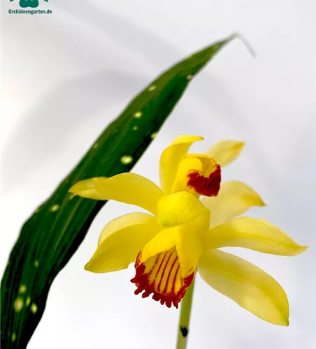 Phaius macculatus