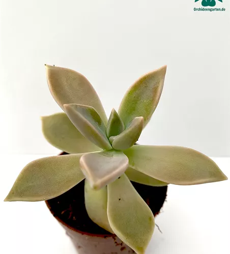 Echeveria spec.