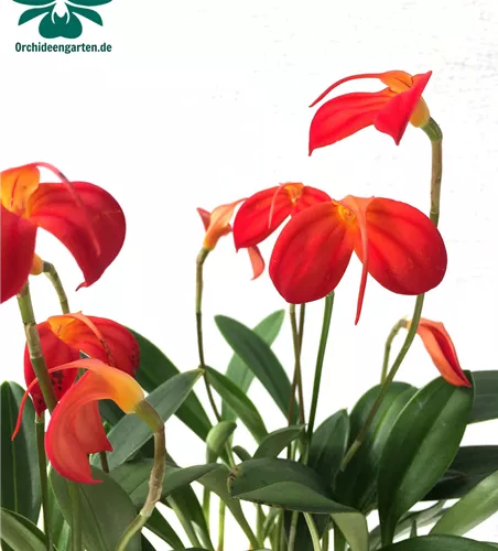 Masdevallia ignea