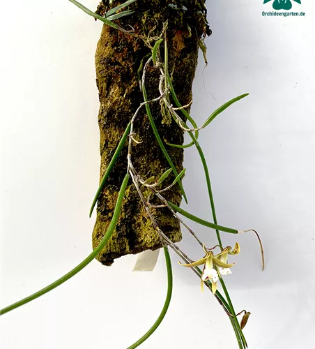 Dockrillia schoenina x Hit Cools