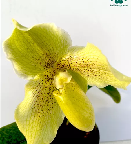 Paphiopedilum malipoense Hybride