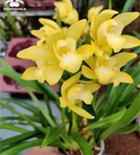 Cymbidium Enzan Delight 'Flourish‘