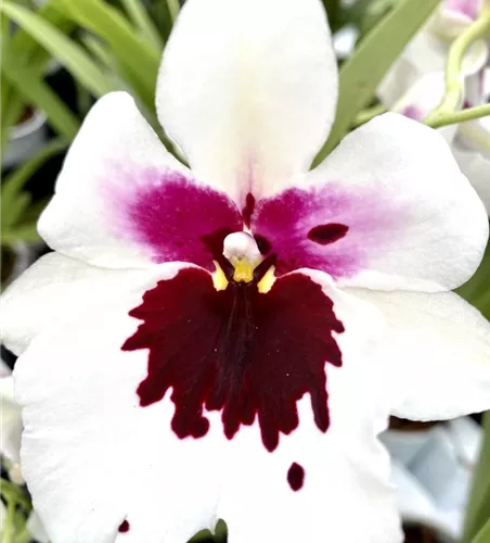 Miltoniopsis Hybride weiß