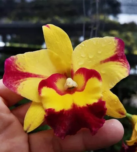 Rlc. Shan Ding Beauty