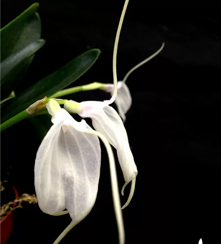 Masdevallia tovarienses