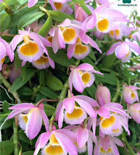 Dendrobium loddigesii