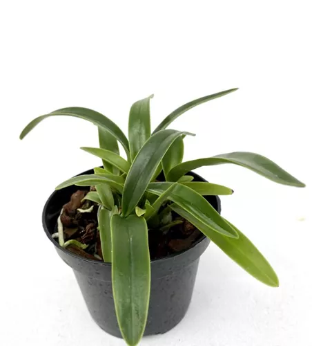 Schomburgkia Burgundy 