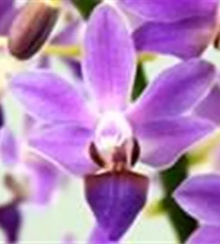 Phalaenopsis Aida Blue Pearl