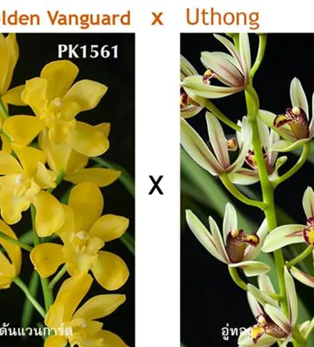 Cymbidium Golden Vanguard x Uthong