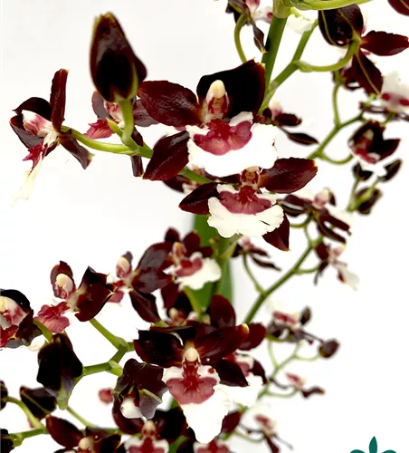 Colmanara Tropic Black