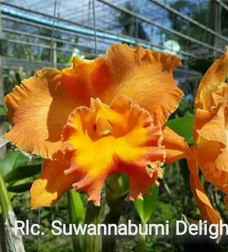 Rlc. Suwannabumi Delight