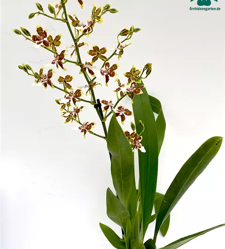 Colmanara Tropic Jungle