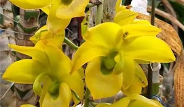 Catasetum Jumbo Puff