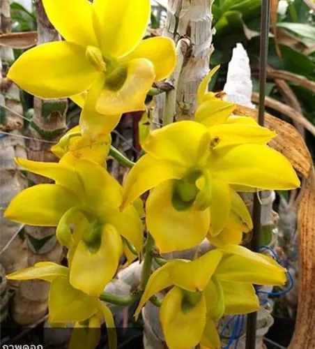 Catasetum Jumbo Puff