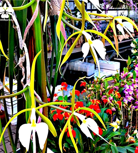 Epidendrum parkinsonianum