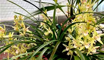 Cymbidium Green Breeze