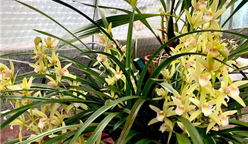 Cymbidium Green Breeze