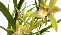 Cymbidium Green Breeze