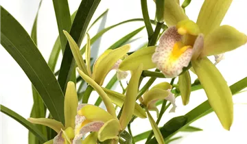 Cymbidium Green Breeze