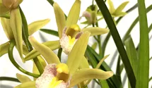 Cymbidium Green Breeze