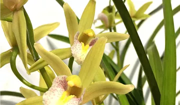 Cymbidium Green Breeze