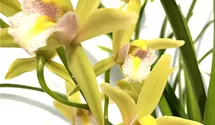 Cymbidium Green Breeze