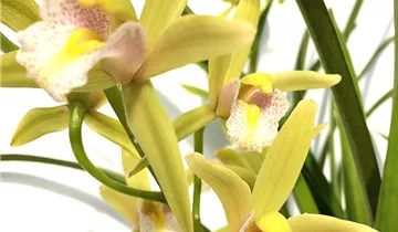 Cymbidium Green Breeze