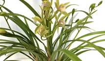Cymbidium Green Breeze