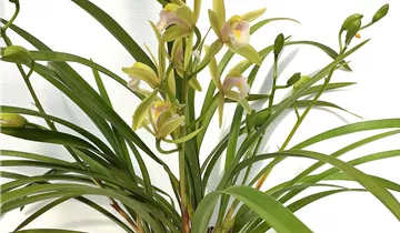 Cymbidium Green Breeze